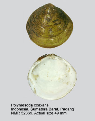 Polymesoda coaxans (3).jpg - Polymesoda coaxans (Gmelin,1791)